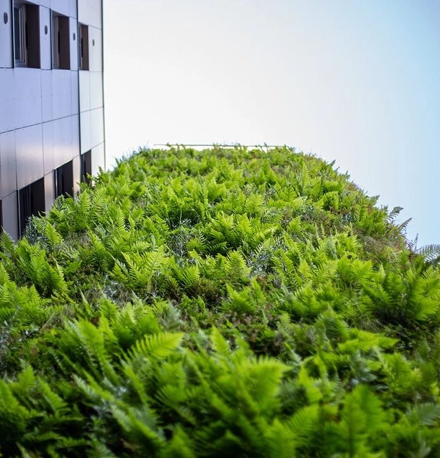 Plantitecture: aerial video for ‘living walls’ in Manchester - Image 4